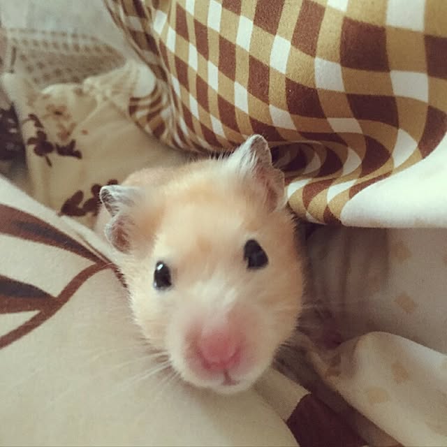 fruityanさんの実例写真