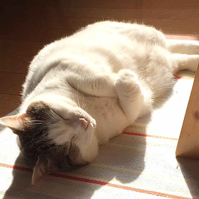 kojiさんの実例写真