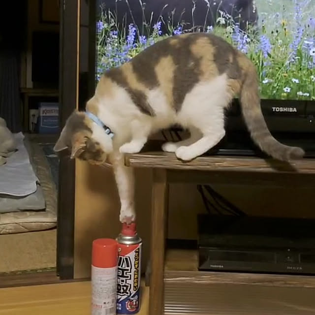 fukuさんの実例写真