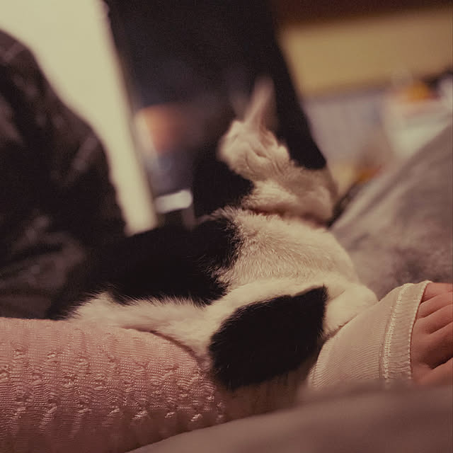 nekosamaさんの実例写真