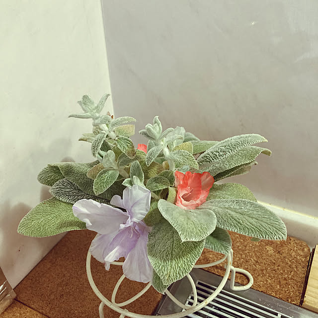 syachiさんの実例写真