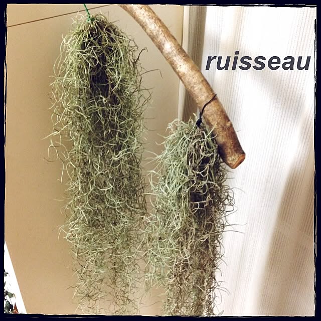 ruisseauさんの実例写真