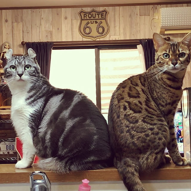 nakayoshinyankoさんの実例写真