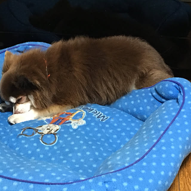 chIoeさんの実例写真