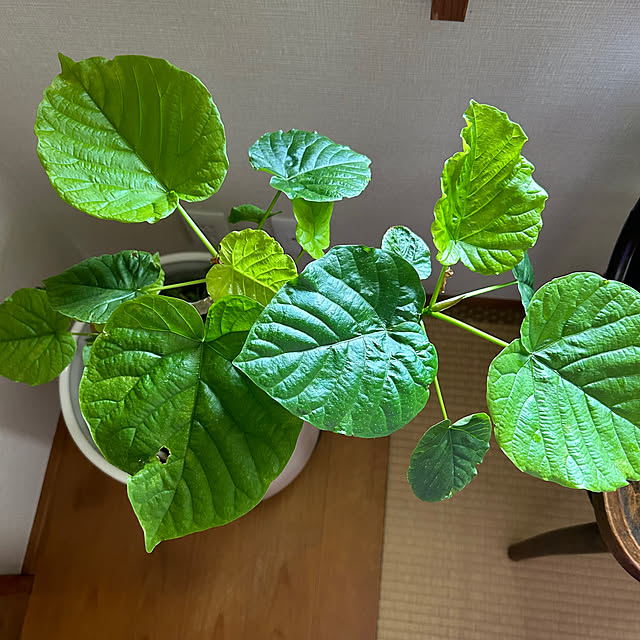 botanさんの部屋