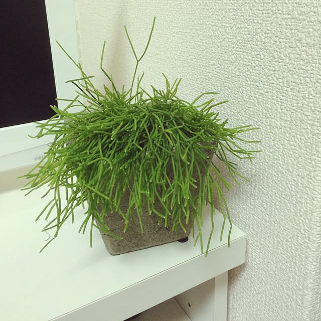epiさんの実例写真