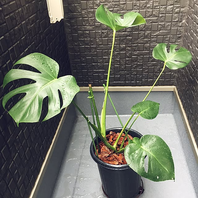 cocco0505さんの実例写真