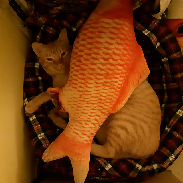 CinqinTWさんの実例写真