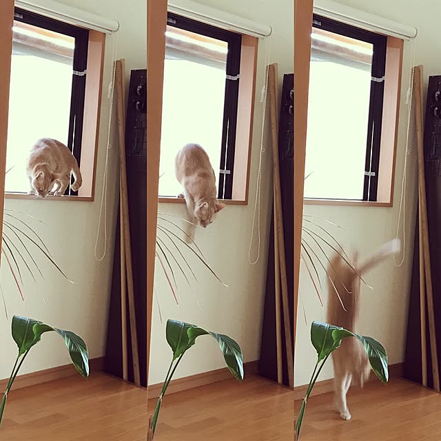 mikan161さんの実例写真