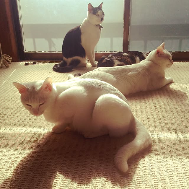 実例写真