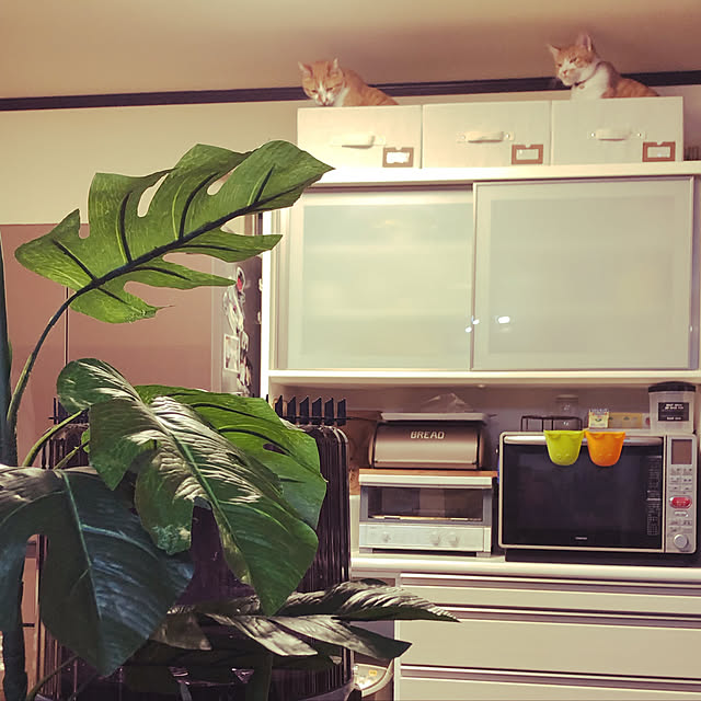 tomiさんの実例写真