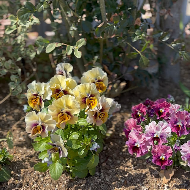 miyu39さんの実例写真