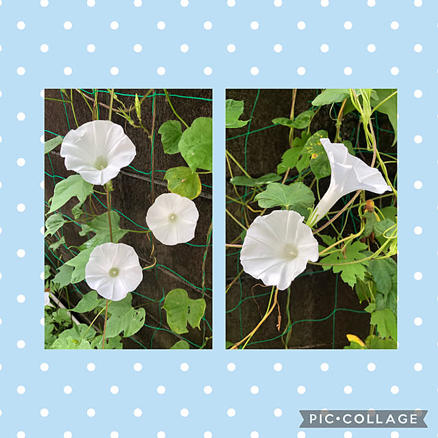 fumikoiさんの実例写真