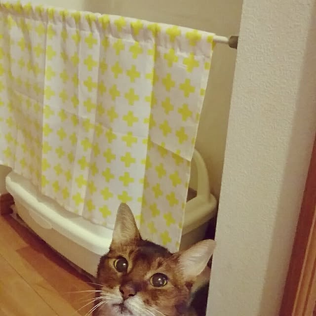 Abbyさんの実例写真