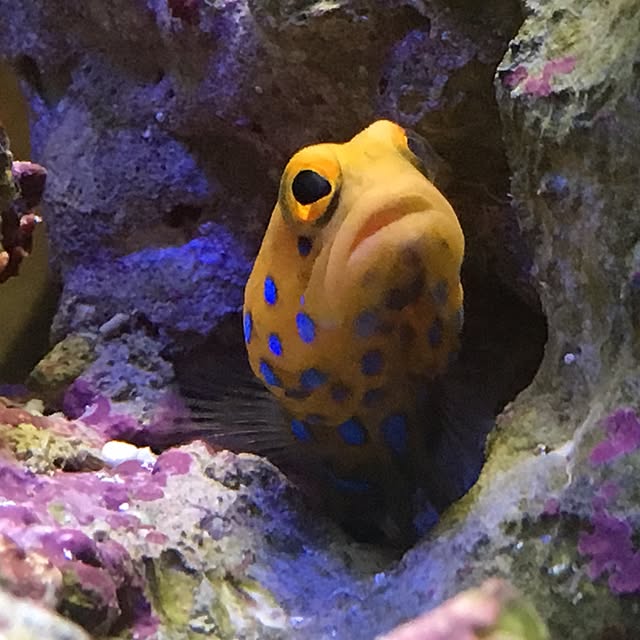 aquarium_seaさんの実例写真