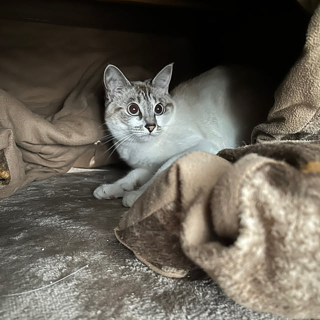nekoさんの実例写真