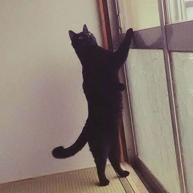 kuromiさんの実例写真