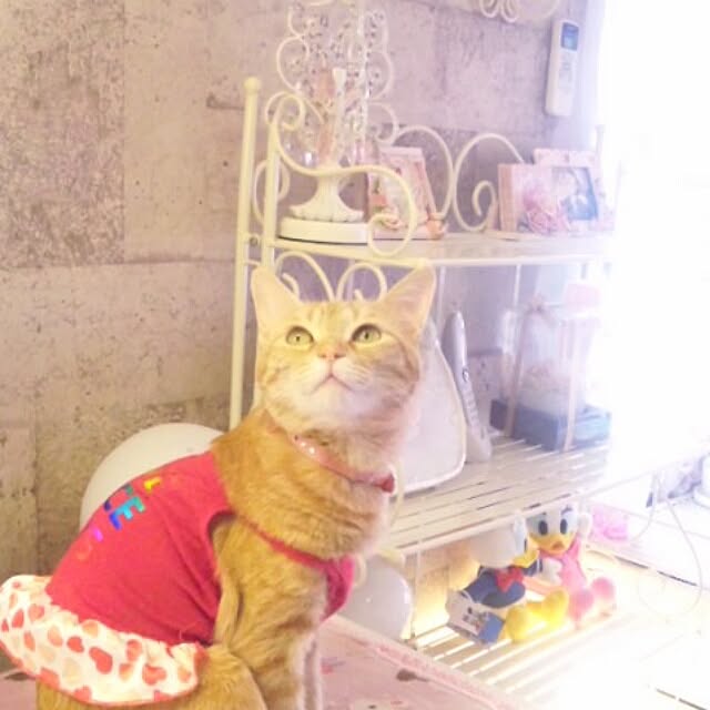 fu-ka24さんの実例写真