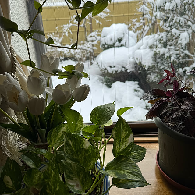 mamizaさんの実例写真