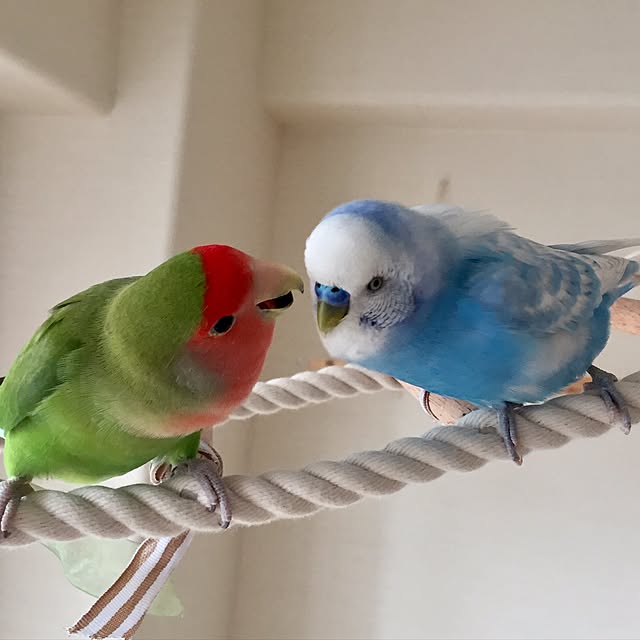 toratanさんの実例写真