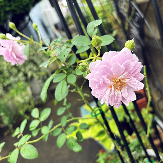 CoCo0617さんの部屋
