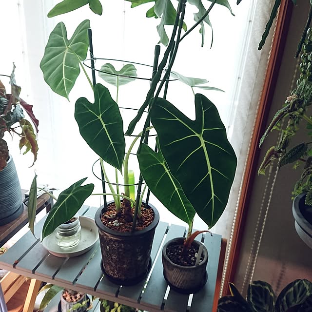 ot-gardenさんの部屋