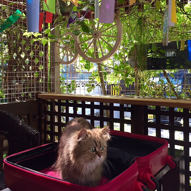 butachanさんの実例写真
