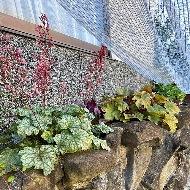 buchiさんの部屋