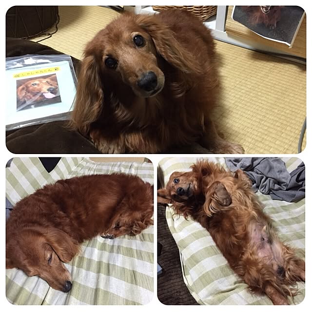 maruさんの実例写真