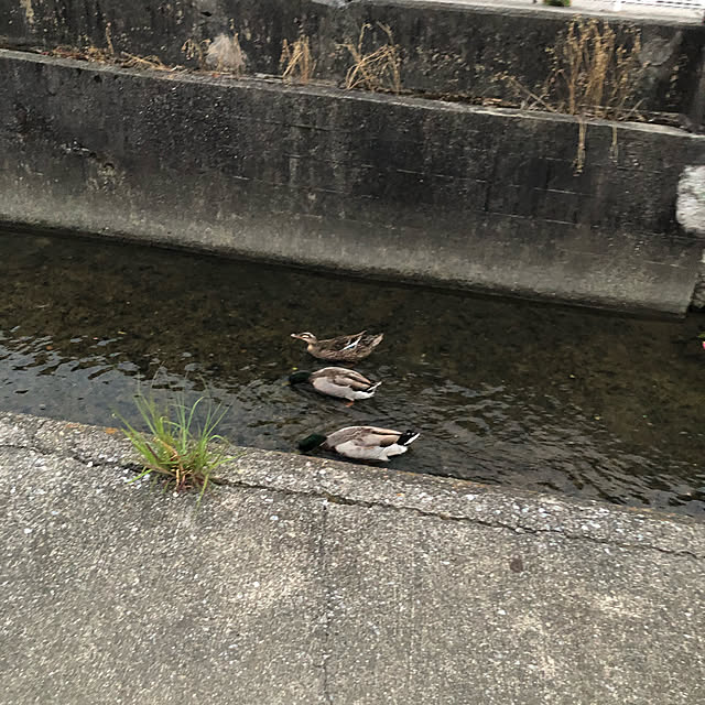 729さんの実例写真