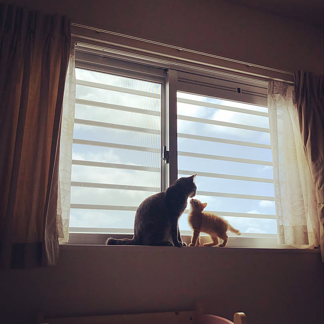 Pisaさんの実例写真