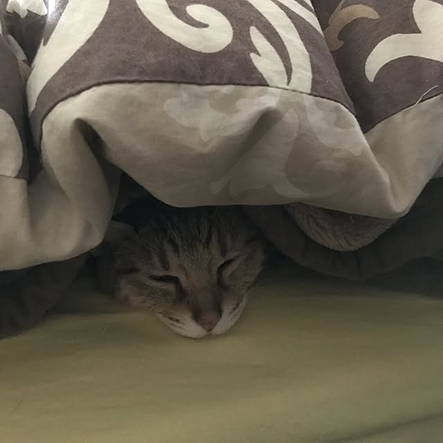 1633さんの実例写真