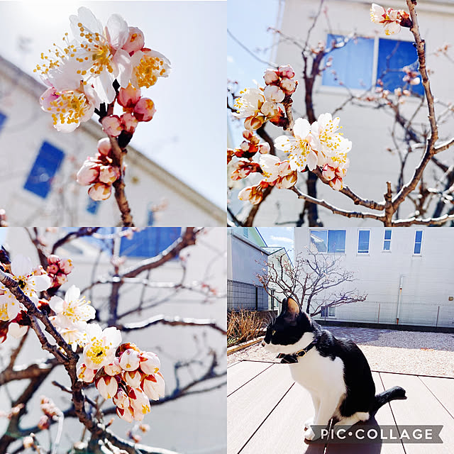 moolさんの実例写真