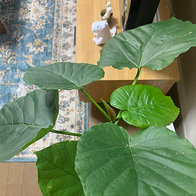 JUNさんの実例写真