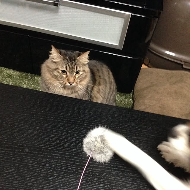 Chihoさんの実例写真