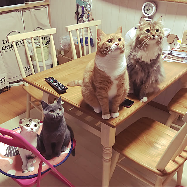 CATさんの実例写真