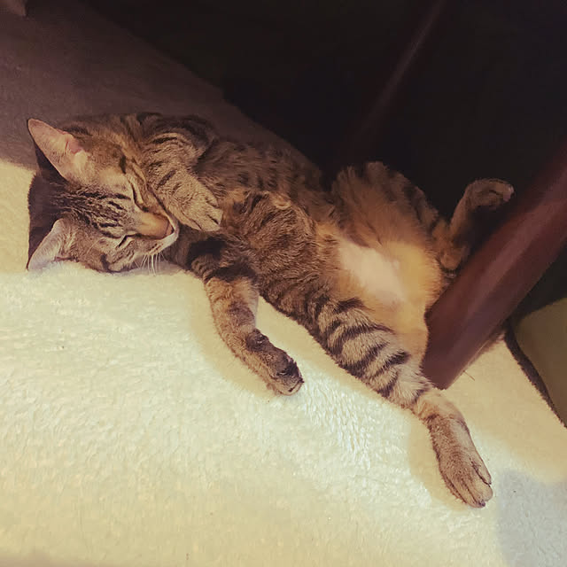 Tomonaさんの実例写真