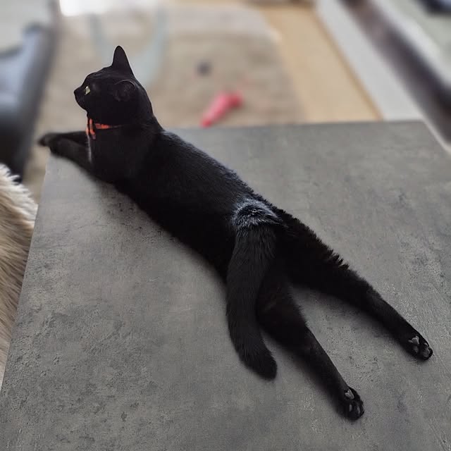sakuraさんの実例写真