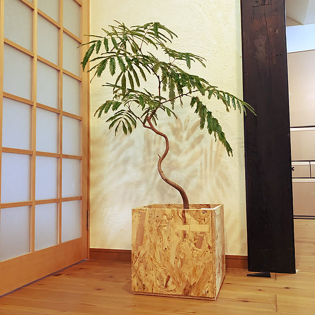 観葉植物/DIY/リビングのインテリア実例 - 2020-12-22 11:56:52