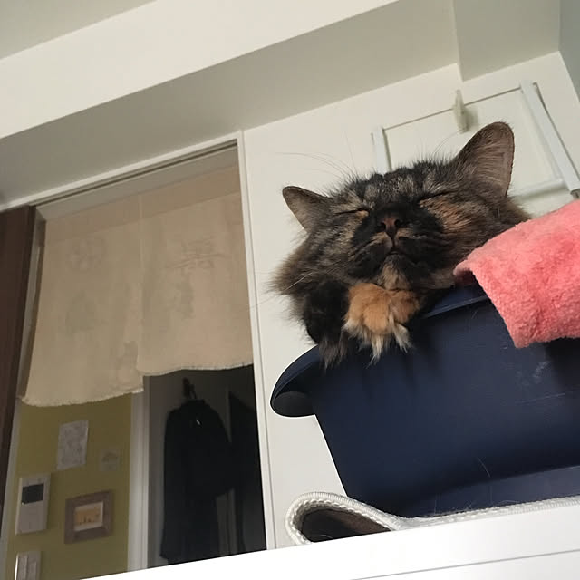 mikomaruさんの実例写真