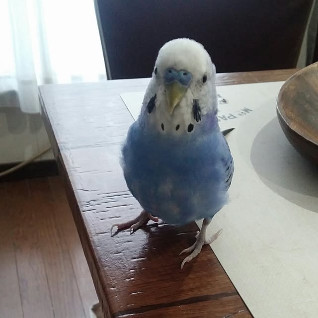 opiopiopiさんの実例写真