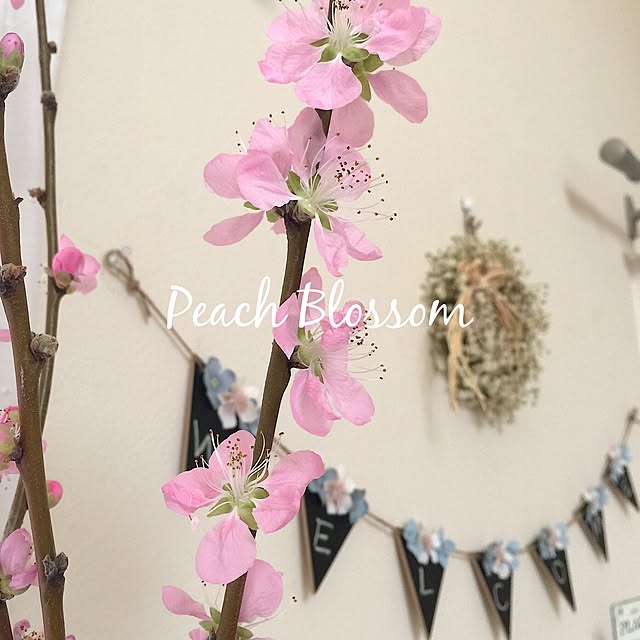 cherryさんの実例写真