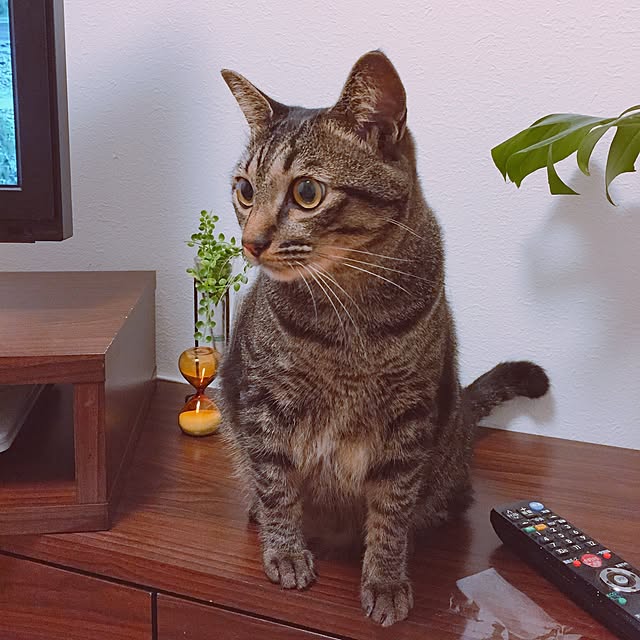 nyan.73さんの実例写真