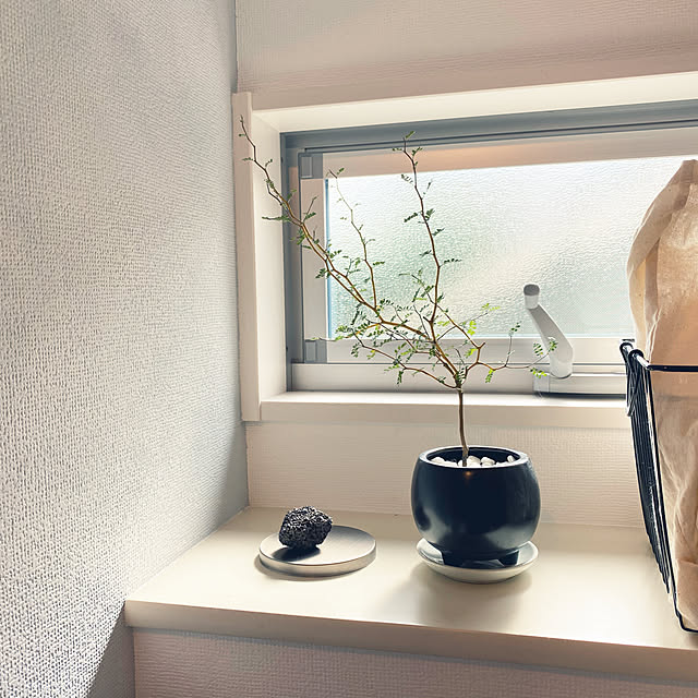 ソフォラリトルベイビー/ソフォラ/観葉植物/グリーンのある暮らし/モルタル風...などのインテリア実例 - 2020-08-13 08:40:42