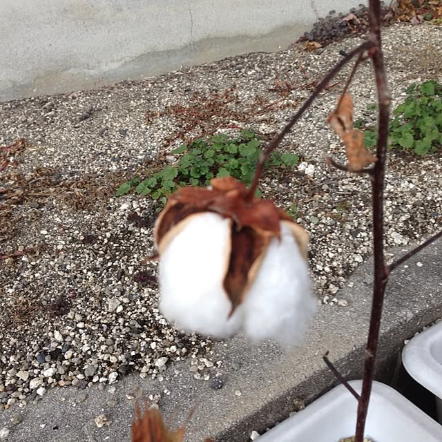fuuさんの実例写真