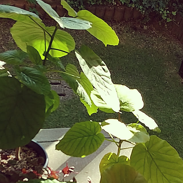 Renさんの実例写真