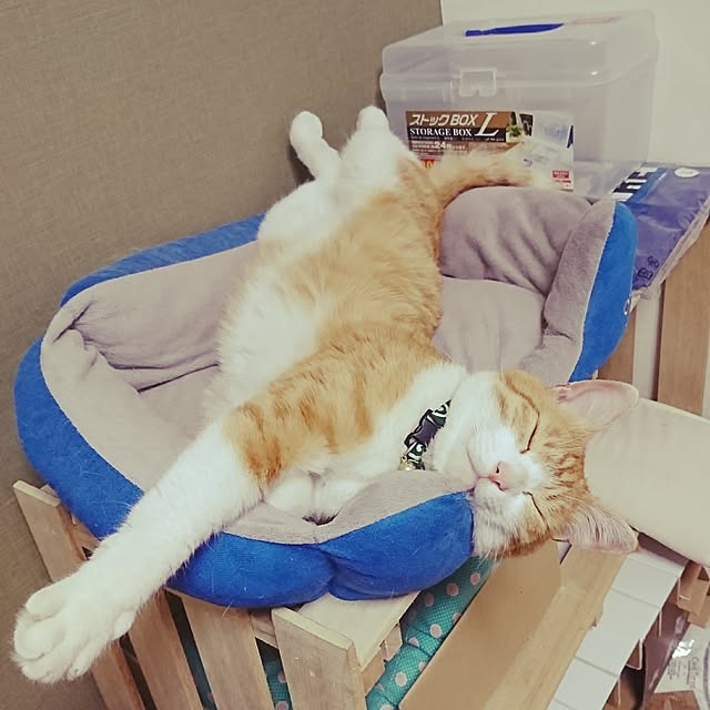 tomoさんの実例写真
