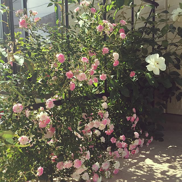 poncafeさんの実例写真