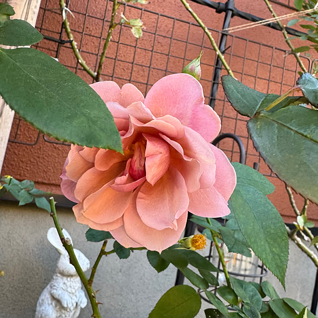 RoseLife5818さんの部屋