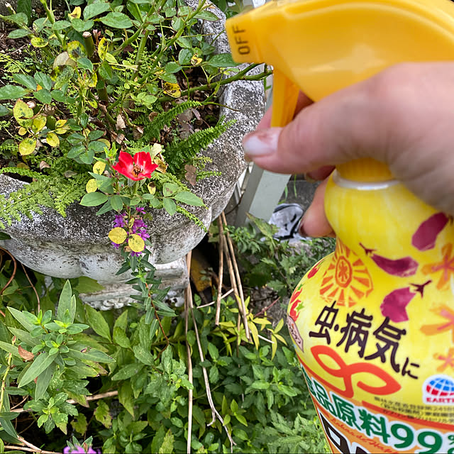 dainaoreiさんの実例写真